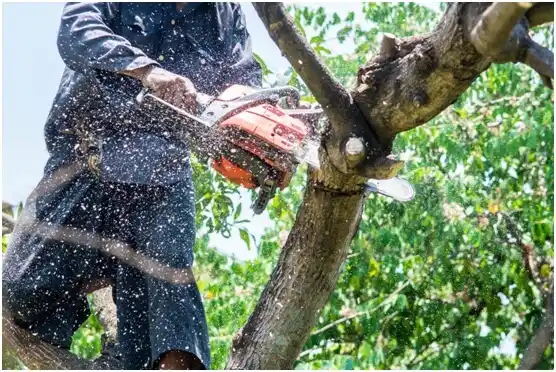 tree services Coalport